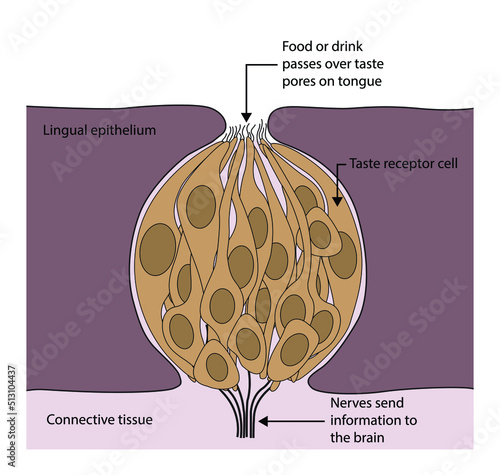 illustration of biology, Taste buds are sensory organs that are found on tongue, Taste receptor cells, Anatomy of the Taste Buds, sense of taste