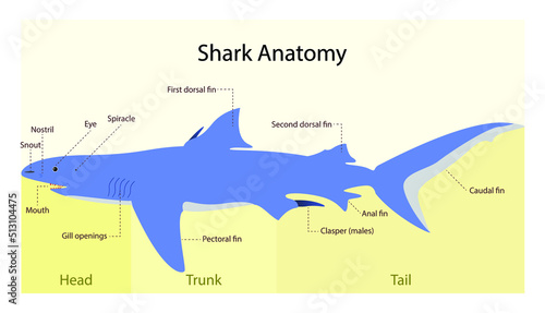illustration of biology and aquatic animals, Shark Anatomy, Sharks are a group of elasmobranch fish characterized by a cartilaginous skeleton
