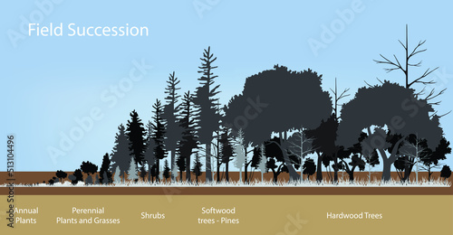 illustration of biology, Forest Succession and Wildlife, Ecological succession is the process of change in the species structure of an ecological community over time 