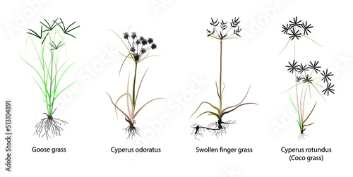 illustration of biology, different types of grass, Types of Grass, different grass species, Grasses is a plant with narrow leaves growing from the base, flowering plant