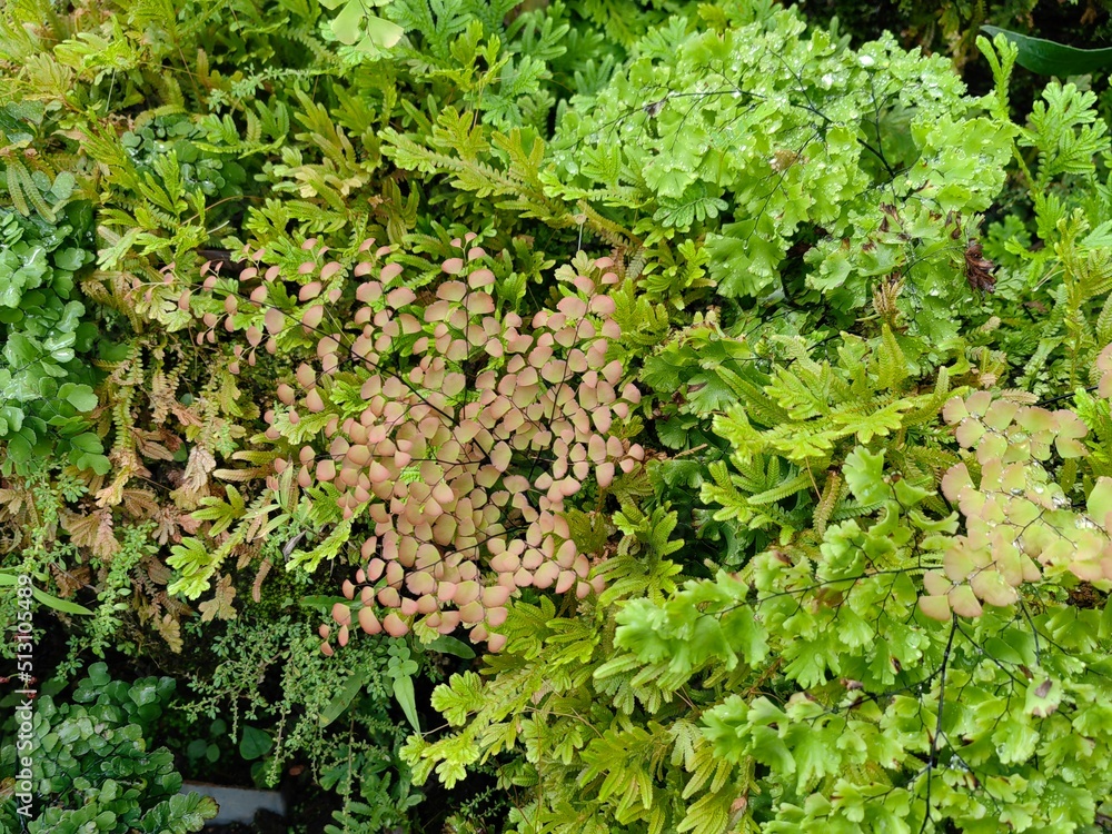 Leaves of Maidenhair Fern, Green Background Leaves of Maidenhair Fern, Green Background