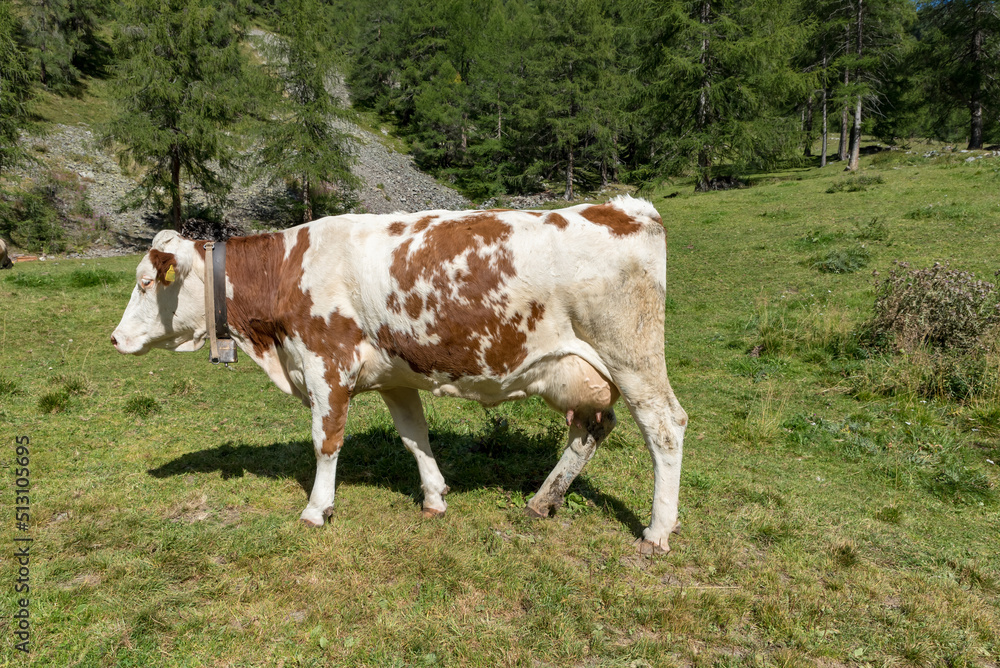 Grazing cows Val Venosta, South Tyrol Italy Grazing cows Val Venosta, South Tyrol Italy