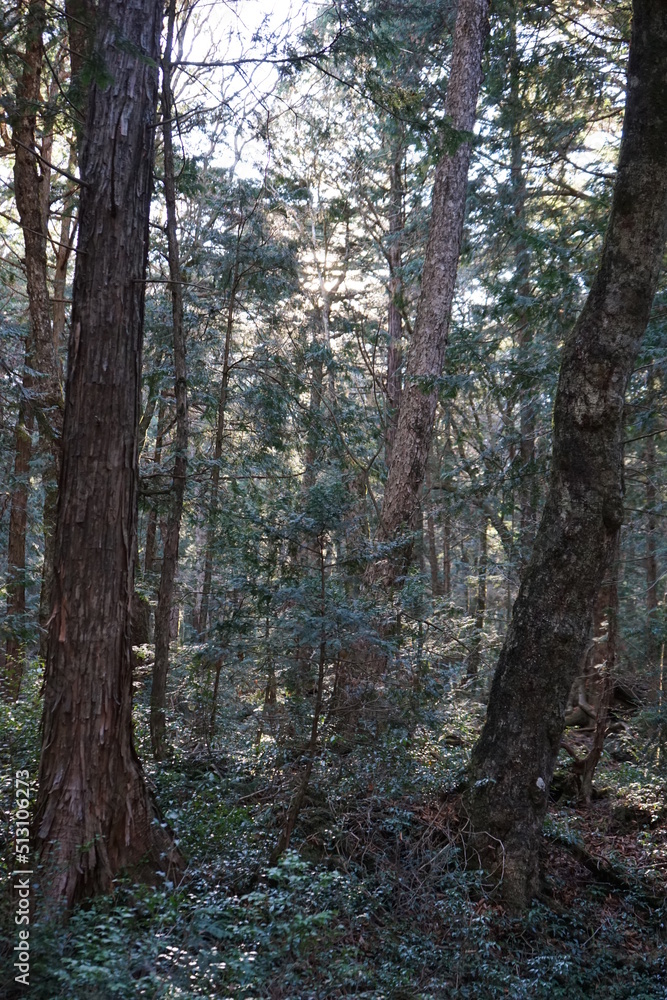 Fototapeta premium 青木ヶ原樹海