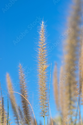 Dry grass across clear blie sky, selective focus