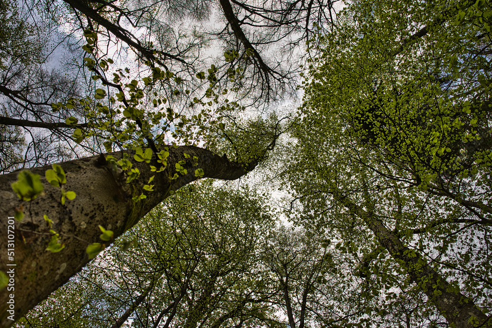 Obraz premium Eifel Wald Baum Natur