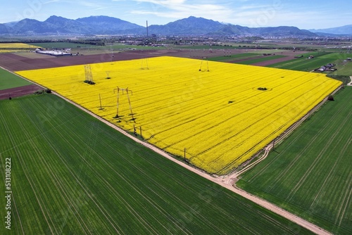 Aerial drone view over a field of oilseed turnip plants (Brassica rapa subsp. oleifera) growing in a cultivated rural area