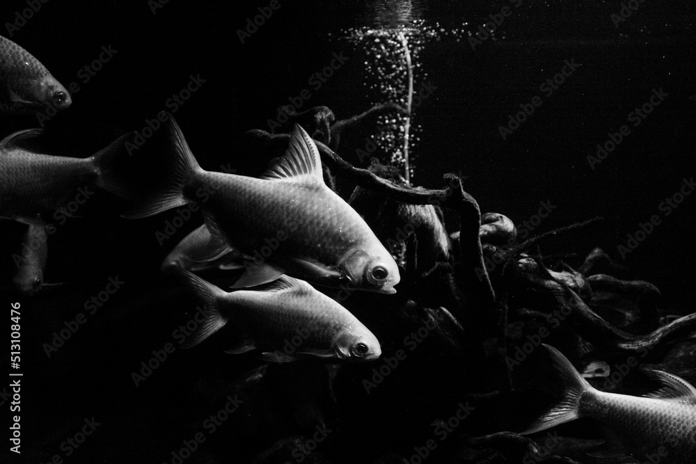 View of group of golden tinfoil barb swimming in dark glass aquarium at zoo in Batu, Indonesia. Black and white color. View of group of golden tinfoil barb swimming in dark glass aquarium at zoo in Batu, Indonesia. Black and white color.