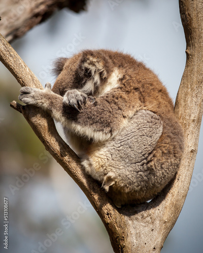 Koala sleeping in tree