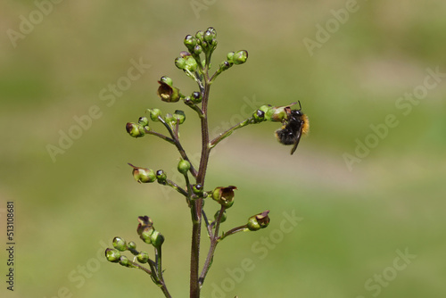 Common carder bee (Bombus pascuorum),  family Apidae.  On a flower of Common figwort (Scrophularia nodosa), figwort family (Scrophulariaceae). Dutch garden, June.        photo