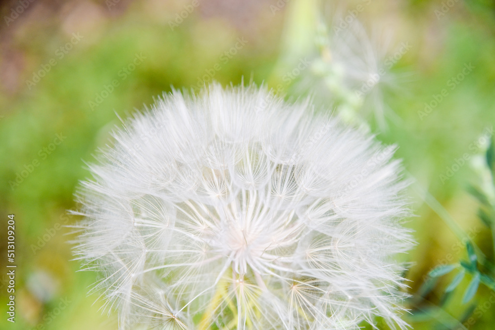 Fototapeta premium A large white ball of dandelion in hand against the sky. High quality photo