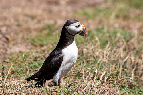 A side view of an Atlantic Puffin in the summer sunshine © lemanieh