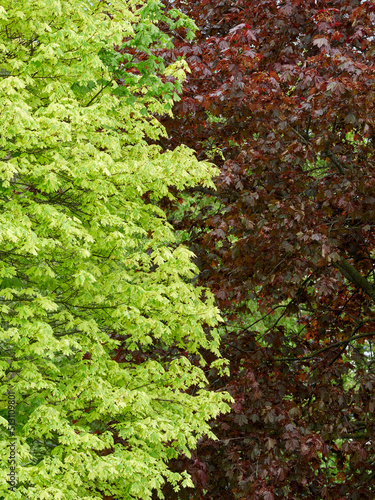 Natural contrast of tree foliage. Natural background and texture © Sergey