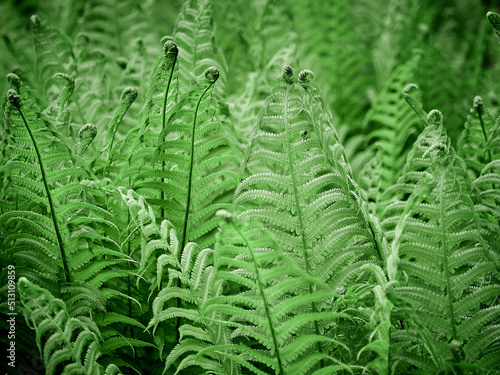 Decorative garden fern close-up. Floral background