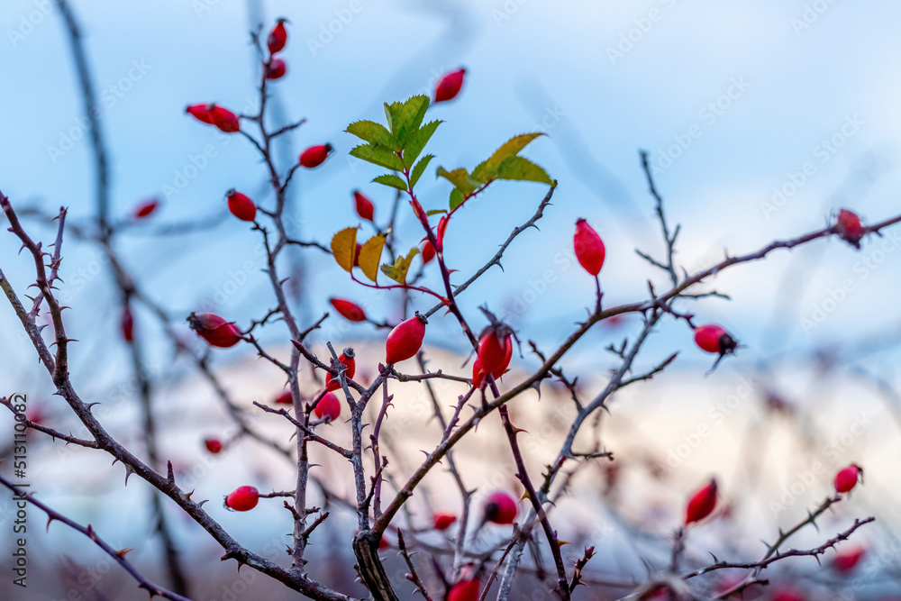 Rosehip bush with red berries on blue sky background Rosehip bush with red berries on blue sky background