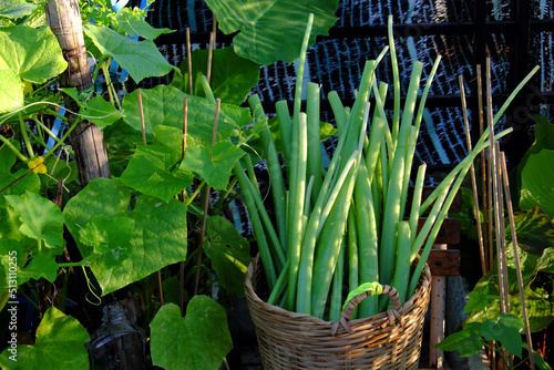 basket of vegetables photo