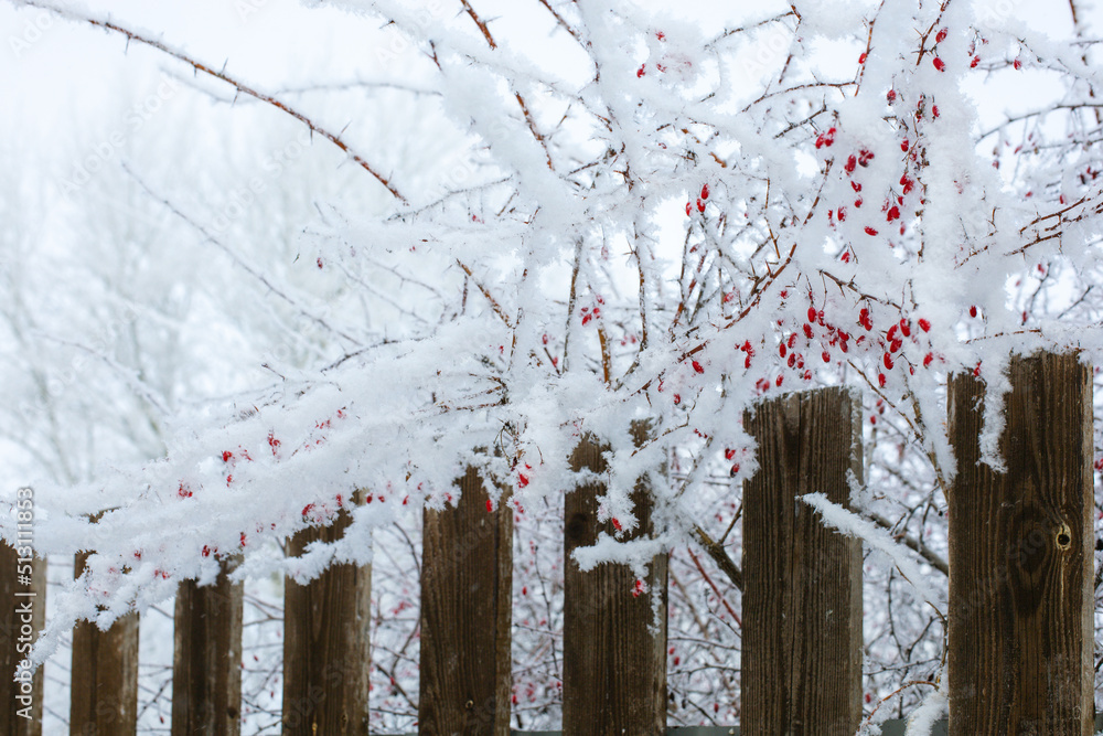 Thin branches with red small berries covered with frost growing over wooden fence in daytime. Copy space. Lovely winter time with tons of snow all around. Thin branches with red small berries covered with frost growing over wooden fence in daytime. Copy space. Lovely winter time with tons of snow all around.