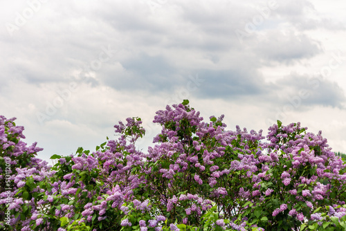Lilac tree in the summer