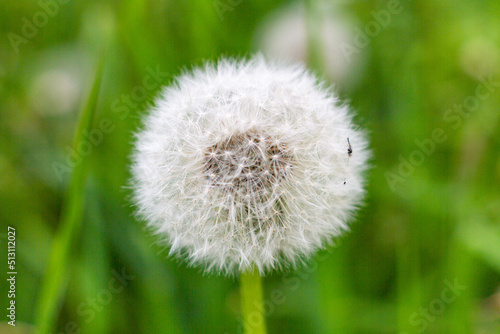 dandelion on green background