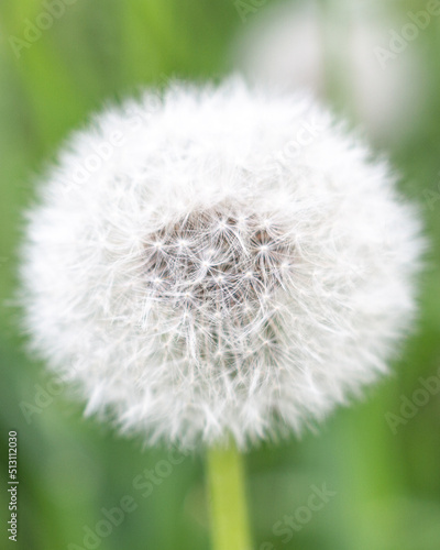 dandelion on green background