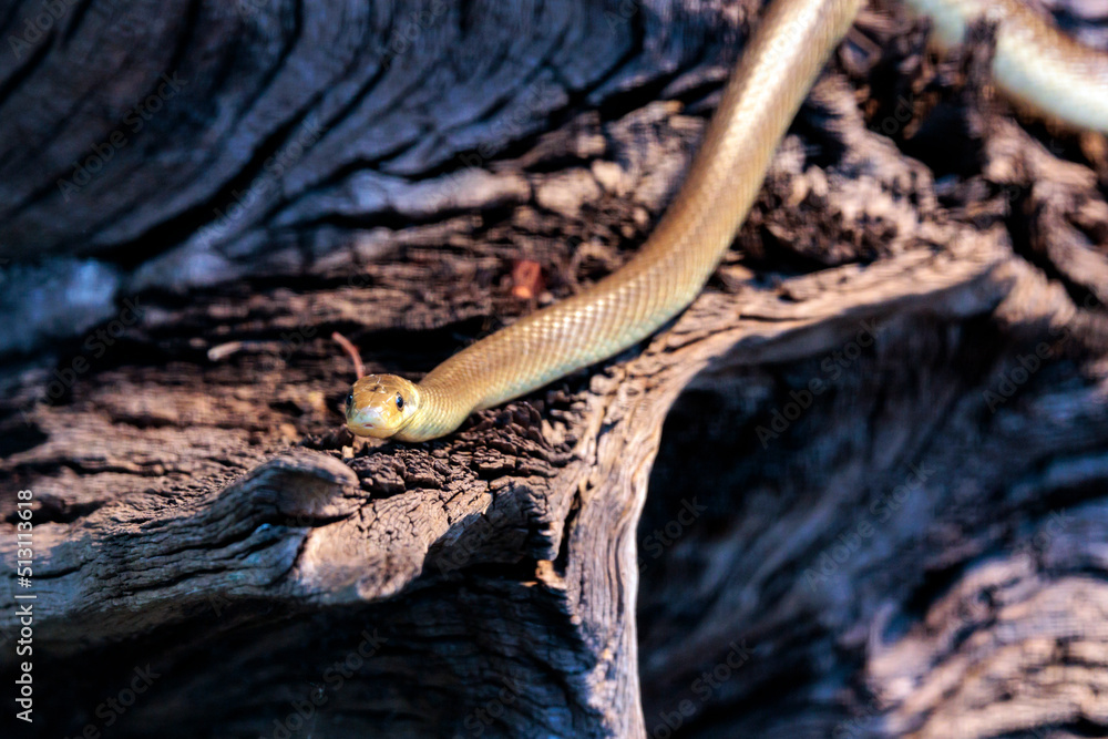 Naklejka premium Würfelnatter am Baumstamm