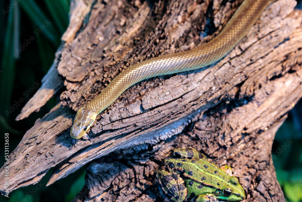 Fototapeta premium Würfelnatter sucht