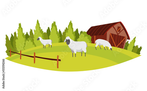 Farm landscape. Agriculture field, rural nature scene. Ruralfield panorama with shed or barn and sheep