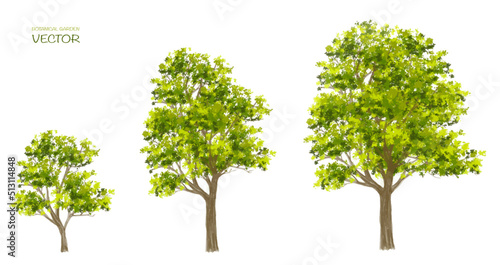 Vector watercolor tree side view isolated on white background for landscape and architecture drawing  elements for environment or and garden botanical elements for section 