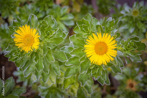 Close-up shot of Asteriscus sericeus, the Canary Island daisy, a species in the daisy family endemic to the Canary Islands photo