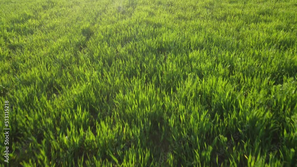 Aerial view on green wheat field in countryside. Field of wheat blowing in the wind on sunset. Young and green Spikelets. Ears of barley crop in nature. Agronomy, industry and food production. Aerial view on green wheat field in countryside. Field of wheat blowing in the wind on sunset. Young and green Spikelets. Ears of barley crop in nature. Agronomy, industry and food production.