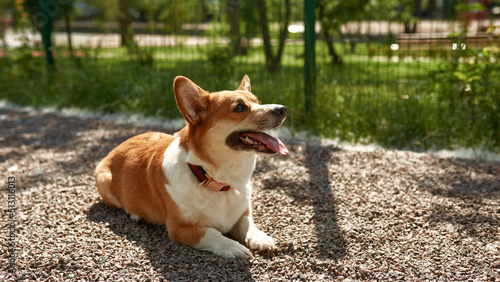 Fototapeta Naklejka Na Ścianę i Meble -  Adorable Corgi dog lying on gravel road in park