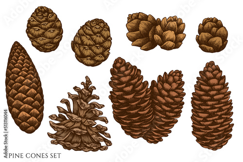 Mysterious forest hand drawn vector illustrations collection. Colored pine cones.