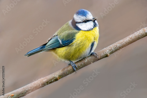 a blue tit sits on a branch