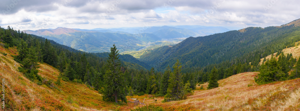 Obraz premium panorama of mountainous countryside in autumn. colorful grassy meadows and spruce forest on the hillside. view in to the rural valley in dappled light. ridge beneath a cloudy sky in the distance