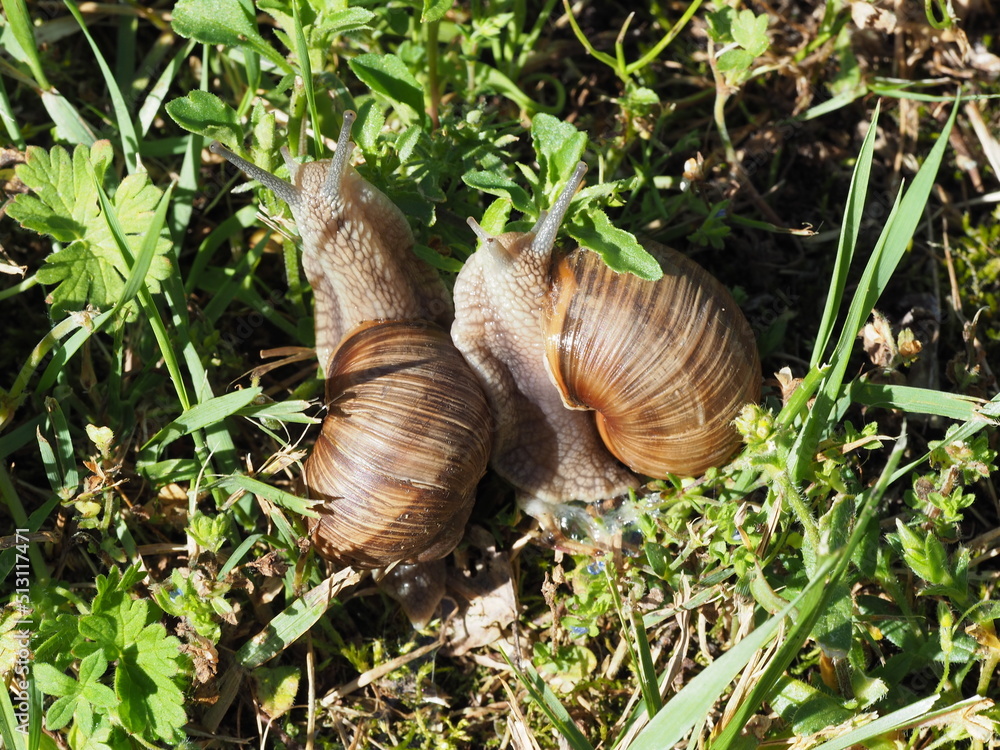 Two Burgundy snails - Helix pomatia is also a Roman snail in a natural environment in a meadow in bright light close-up, macro Two Burgundy snails - Helix pomatia is also a Roman snail in a natural environment in a meadow in bright light close-up, macro