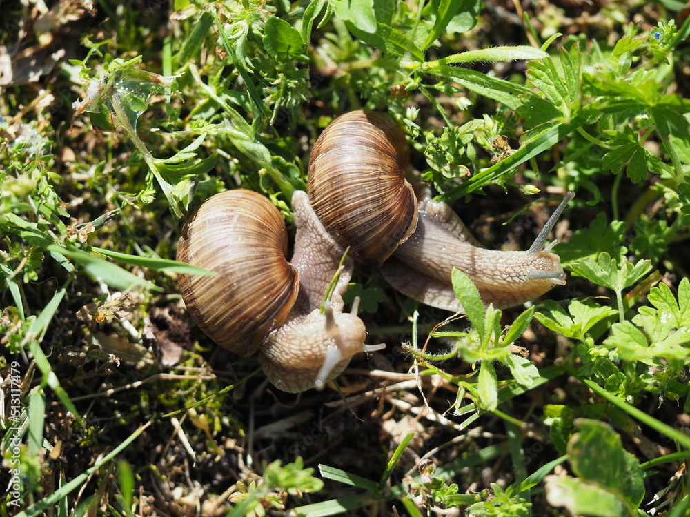 Two Burgundy snails - Helix pomatia is also a Roman snail in a natural environment in a meadow in bright light close-up, macro Two Burgundy snails - Helix pomatia is also a Roman snail in a natural environment in a meadow in bright light close-up, macro