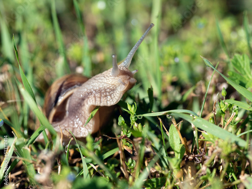 Burgundy snail - Helix pomatia is also a Roman snail in a natural environment in a meadow in bright light close-up, macro