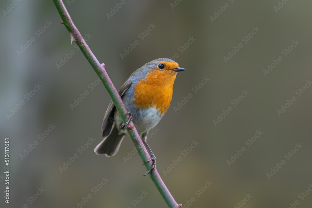a robin sits on a branch a robin sits on a branch
