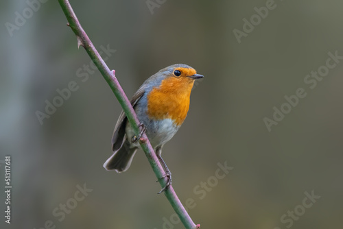 a robin sits on a branch © Mario Plechaty