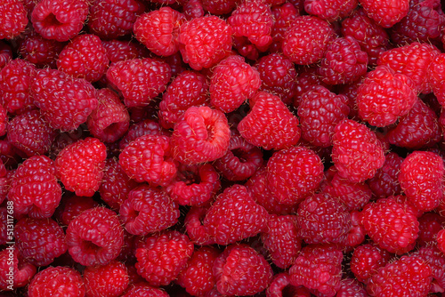 Raspberry background. Fresh red berries. Raspberry fruits horizontal background