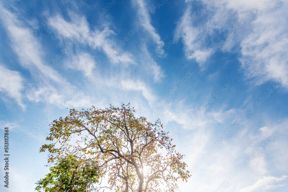 青空　秋晴れ　雲　爽快　爽やか　希望　果物　柿の木　柿　 柿の実