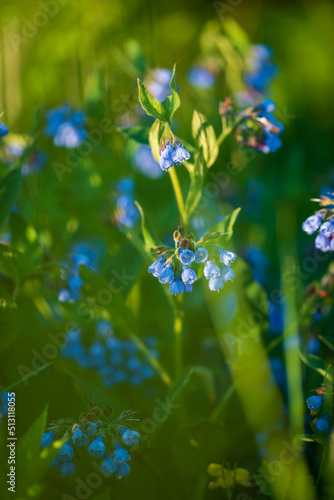 Comfrey (Symphytum officinale) flowers