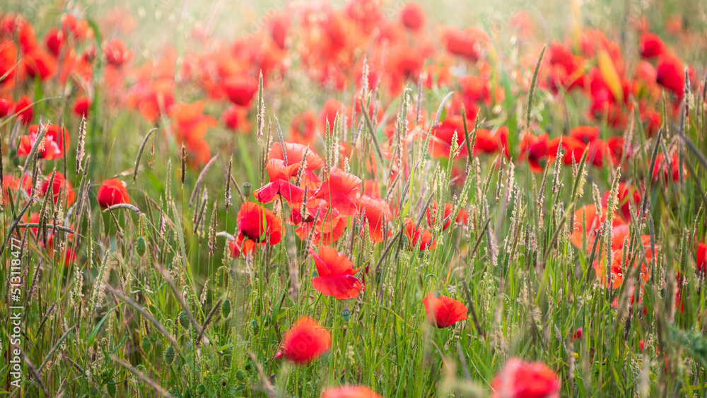 Fototapeta premium Beautiful glowing Summer sunrise glow of wild poppy Papaver Rhoeas field in English countryside with selective focus technique used