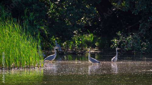 Flock of Grey Herons Ardea Cinerea birds in lush green bush and trees at edge of lake in Spring landscape