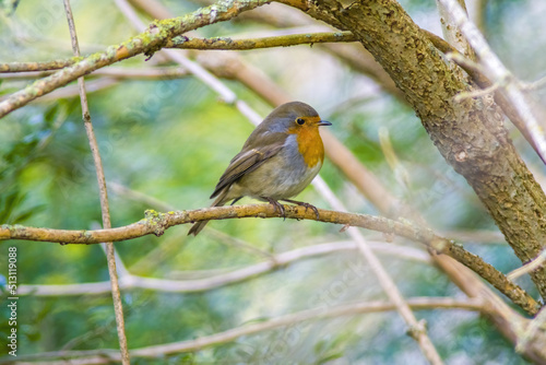 a robin sits on a branch
