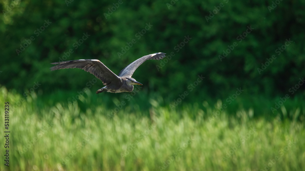 Beautiful image of Grey Heron Ardea Cinerea bird in flight during sunny Spring morning Beautiful image of Grey Heron Ardea Cinerea bird in flight during sunny Spring morning