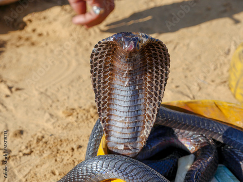 Cobra Snake showing hood, closeup picture, placed in a basket