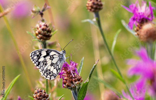 Schachbrettfalter photo