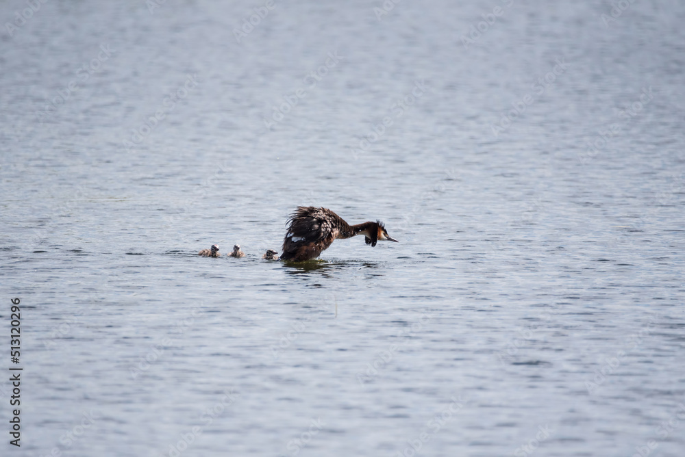 Beautiful image if Great Crested Grebe family with cute chicks on water of lake in Spring sunshine Beautiful image if Great Crested Grebe family with cute chicks on water of lake in Spring sunshine