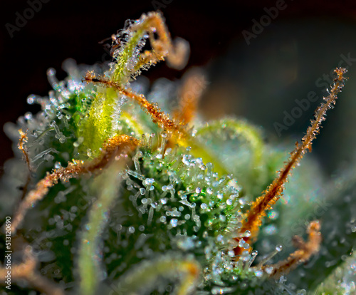 Extreme macro shot of Royal Gorilla cannabis strain buds and flowers.