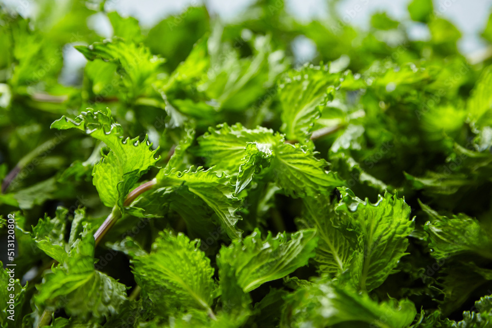 Fresh mint leaves background, green spearmint plant Fresh mint leaves background, green spearmint plant